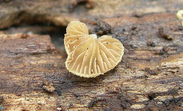 Nel  Regno  della  Jurana